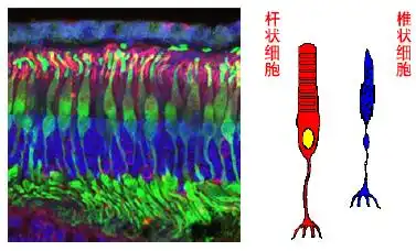 颜色的视觉基础。左图是杆状细胞在显微镜下的形态，右图为两种细胞的示意图