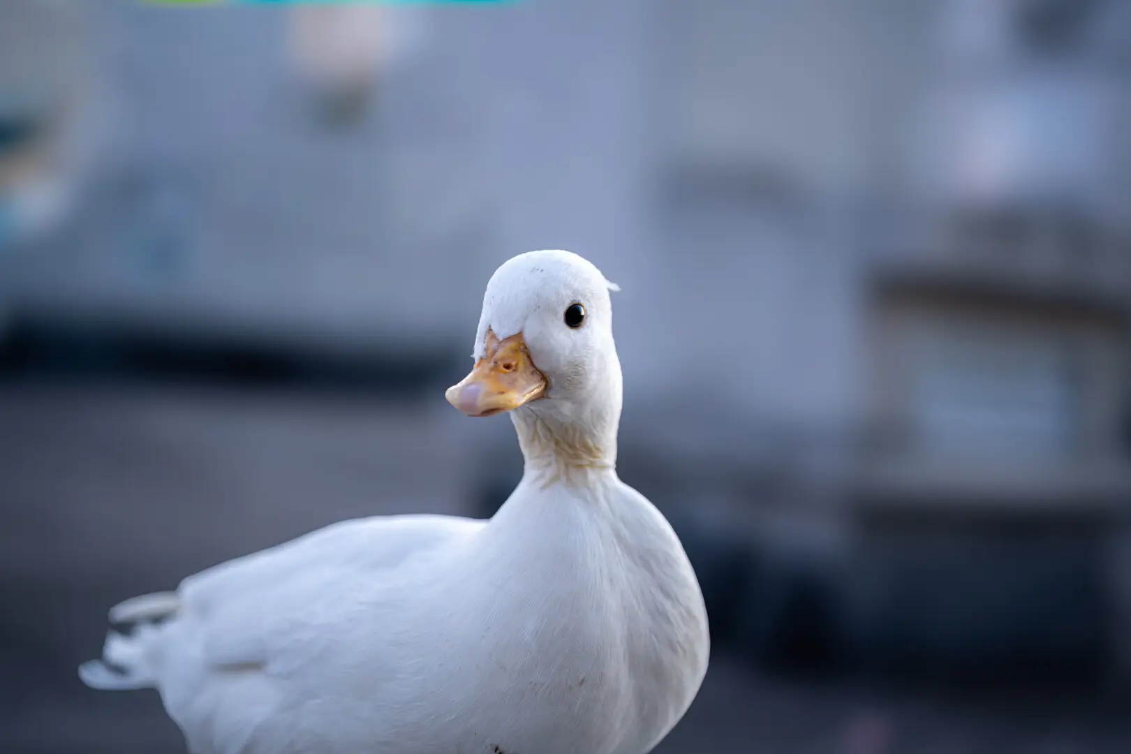 图片测试:J君养的宠物可达鸭